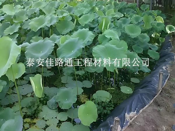 魚蝦養(yǎng)殖防滲膜坡面怎么處理？這些方法保穩(wěn)固防滲漏